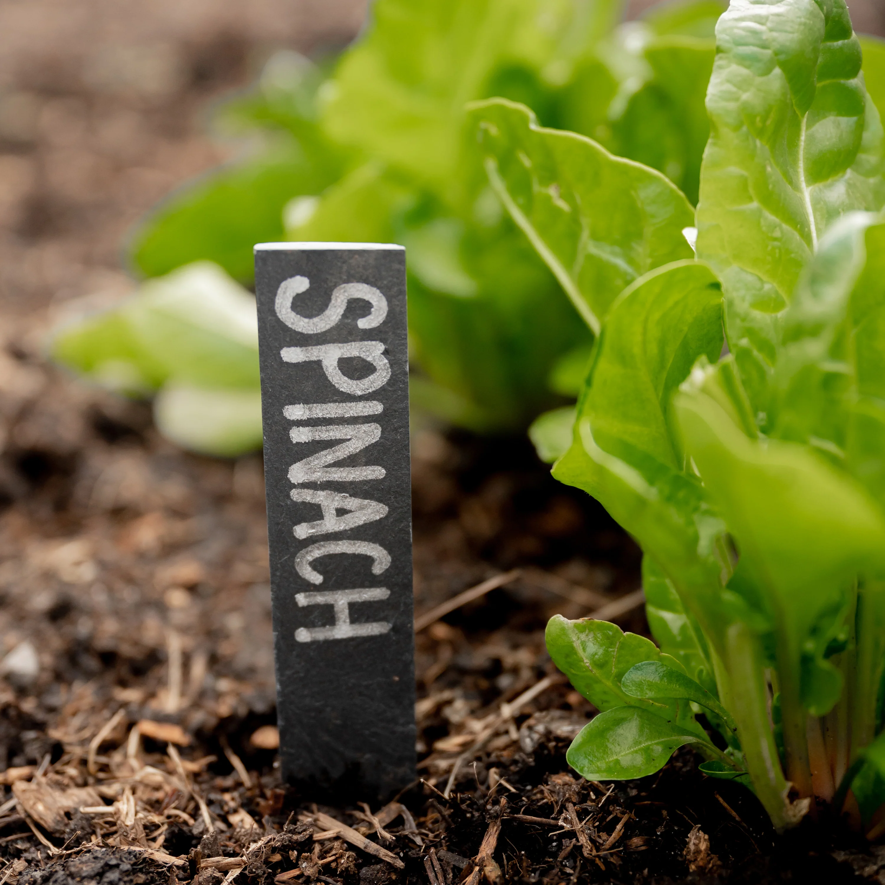 Slate Plant Labels & Marker Pen Pack - Image 3
